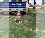 Small #9 Boxer Mix