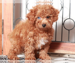 Small #2 Poodle (Toy)