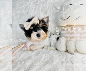 Yorkshire Terrier Puppy for sale in TAMPA, FL, USA
