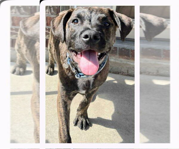 Medium Photo #13 Labrador Retriever-Unknown Mix Puppy For Sale in New York, NY, USA