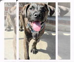 Small #12 Labrador Retriever Mix