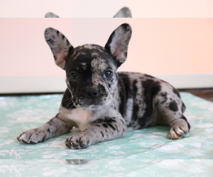 Faux Frenchbo Bulldog Puppy for sale in SHILOH, OH, USA