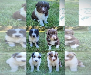 Australian Shepherd Puppy for sale in WHITE CLOUD, MI, USA