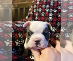 Small Photo #2 French Bulldog Puppy For Sale in BOSSIER CITY, LA, USA