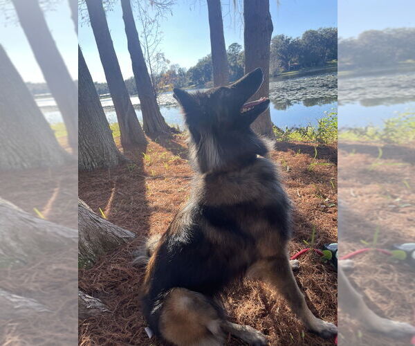 Medium Photo #1 Mutt Puppy For Sale in Imlay City, MI, USA