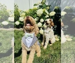Small #18 Labradoodle-Poodle (Standard) Mix