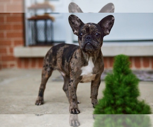 Medium Photo #9 French Bulldog Puppy For Sale in WOOD DALE, IL, USA