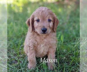 Goldendoodle (Miniature) Puppy for sale in WITHEE, WI, USA