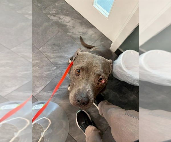 Medium Photo #22 American Staffordshire Terrier-Unknown Mix Puppy For Sale in Lake Forest, CA, USA