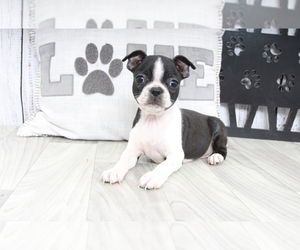 Boston Terrier Puppy for sale in MARIETTA, GA, USA