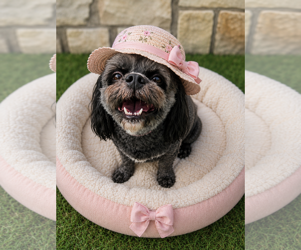 Medium Photo #7 Shih-Poo Puppy For Sale in McKinney, TX, USA
