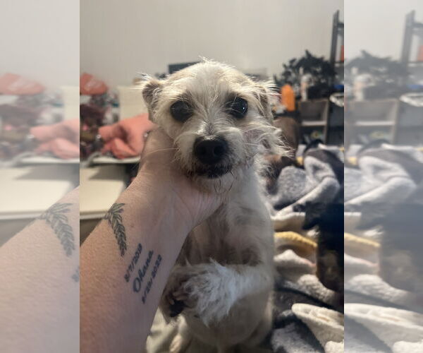 Medium Photo #2 Norfolk Terrier-Unknown Mix Puppy For Sale in MIDWAY, UT, USA