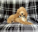 Small #3 Cock-A-Poo