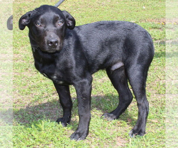 Medium Photo #3 Labrador Retriever-Unknown Mix Puppy For Sale in Prattville, AL, USA