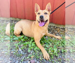 Mutt Dogs for adoption in Clarkesville, GA, USA