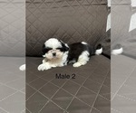 Small Photo #2 Shih Tzu Puppy For Sale in CRITTENDEN, KY, USA