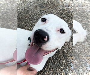 Chase - Male Boxer-Dalmatian Mix Dog for Adoption - Photo #3