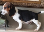 Small Photo #24 Beagle Puppy For Sale in EL CAJON, CA, USA