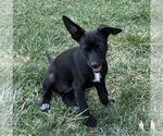 Small #5 Chihuahua