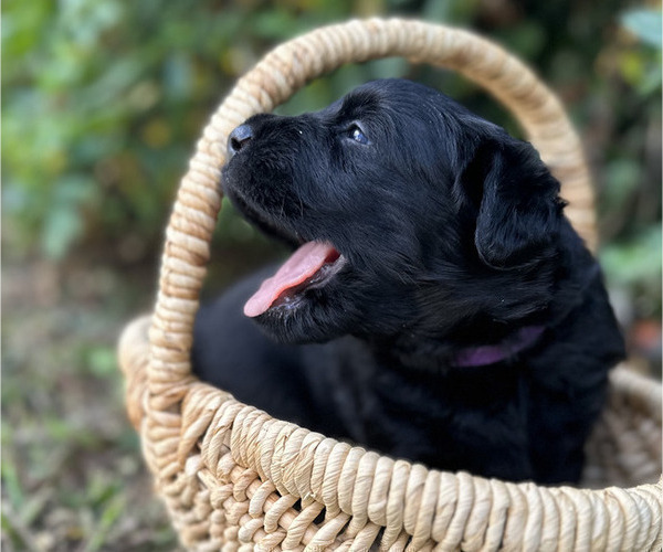 Medium Photo #4 Black Russian Terrier Puppy For Sale in S CHARLESTON, WV, USA