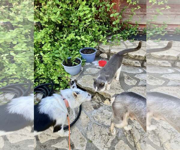 Medium Photo #3 Border Collie Puppy For Sale in Paso Robles, CA, USA