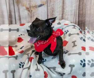 Lorraine - Female Chug Dog for Adoption - Photo #2