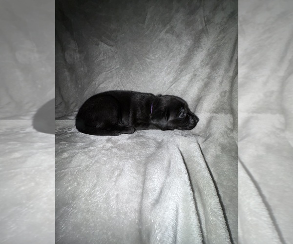 Medium Photo #10 Labrador Retriever Puppy For Sale in SIERRA VISTA, AZ, USA