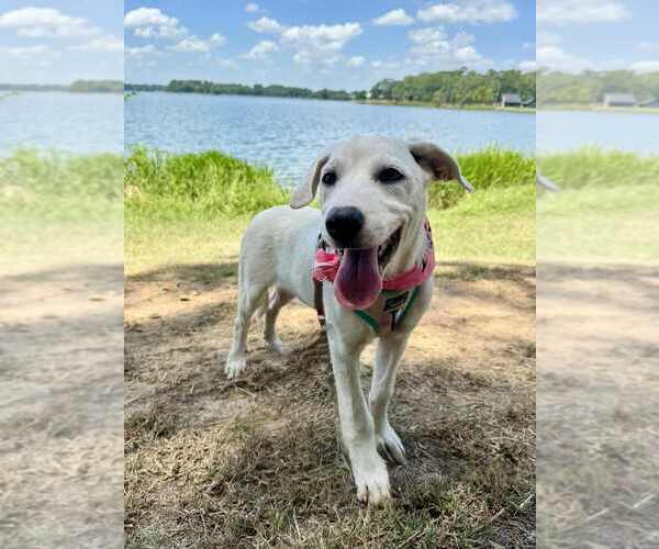 Medium Photo #1 Great Pyrenees-Unknown Mix Puppy For Sale in FRAMINGHAM, MA, USA