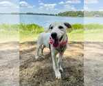 Small Great Pyrenees Mix