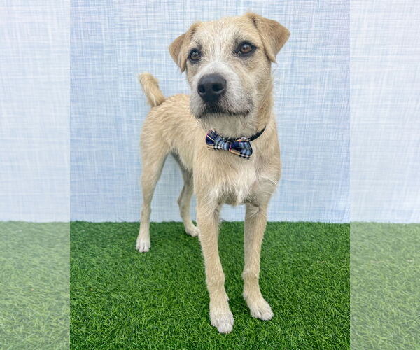 Medium Photo #6 American Staffordshire Terrier-Unknown Mix Puppy For Sale in Corona, CA, USA