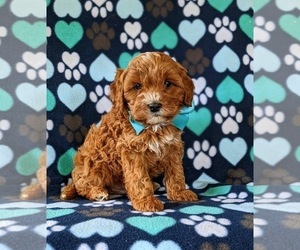 Cavapoo Puppy for sale in NEW PROVIDENCE, PA, USA