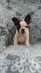 Small Photo #2 French Bulldog Puppy For Sale in EDEN, PA, USA