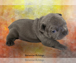 Small #5 French Bulldog