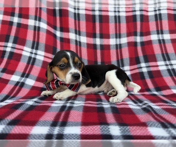 Medium Photo #8 Beagle Puppy For Sale in LAKELAND, FL, USA