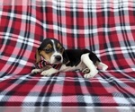 Small #7 Beagle