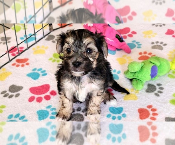 Medium Photo #8 Morkie Puppy For Sale in ORO VALLEY, AZ, USA