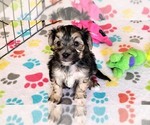 Small #7 Morkie