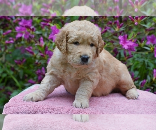 Medium Photo #5 Golden Retriever Puppy For Sale in POULSBO, WA, USA