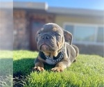 Small #4 English Bulldog