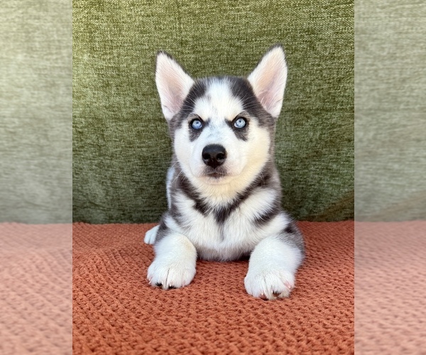 Medium Photo #8 Siberian Husky Puppy For Sale in OCALA, FL, USA