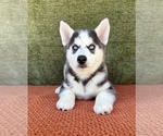 Small #7 Siberian Husky