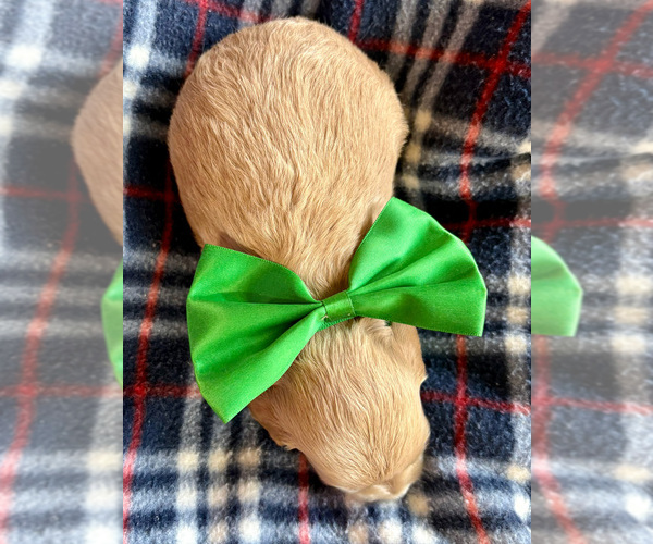 Medium Photo #2 Goldendoodle (Miniature) Puppy For Sale in ROY, UT, USA