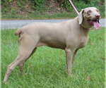 Small #3 Weimaraner Mix