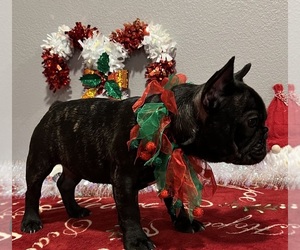 French Bulldog Puppy for sale in BOLIVAR, MO, USA