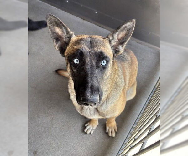 Medium Photo #2 Mutt Puppy For Sale in San Bernardino, CA, USA