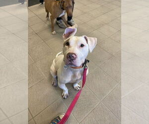 American Staffordshire Terrier Dogs for adoption in Foristell, MO, USA