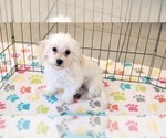 Small #2 Maltipoo (Toy)