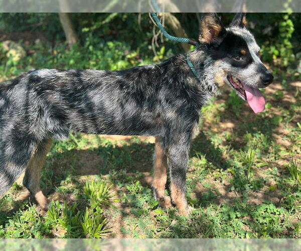 Medium Photo #4 Mutt Puppy For Sale in Newfoundland, PA, USA