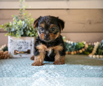 Small #1 Yorkshire Terrier