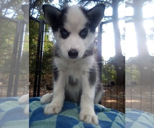Siberian Husky Puppy for sale in FLORENCE, SC, USA
